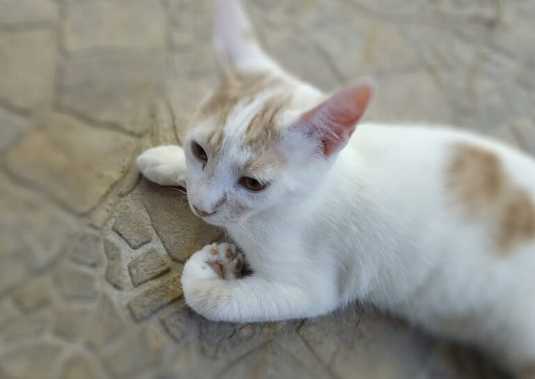 multimedia-foto52184-401-1