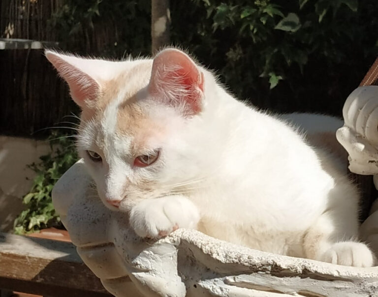 multimedia-foto52185-401-1