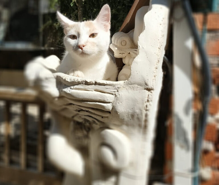 multimedia-foto52186-401-1