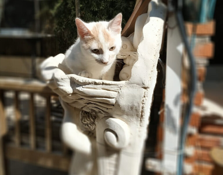 multimedia-foto52188-402-1