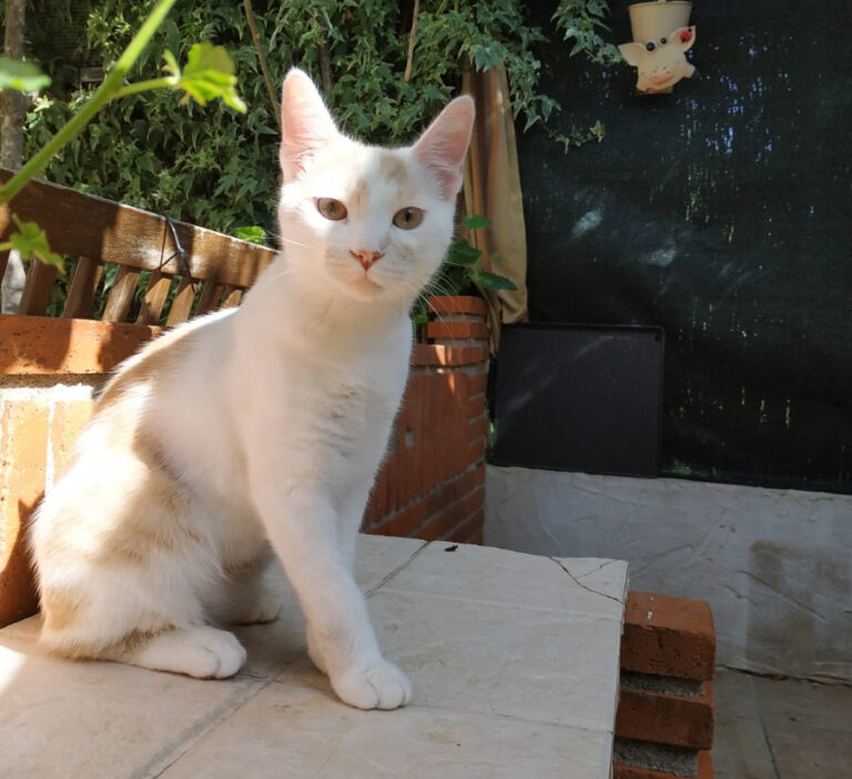 multimedia-foto52190-402-1