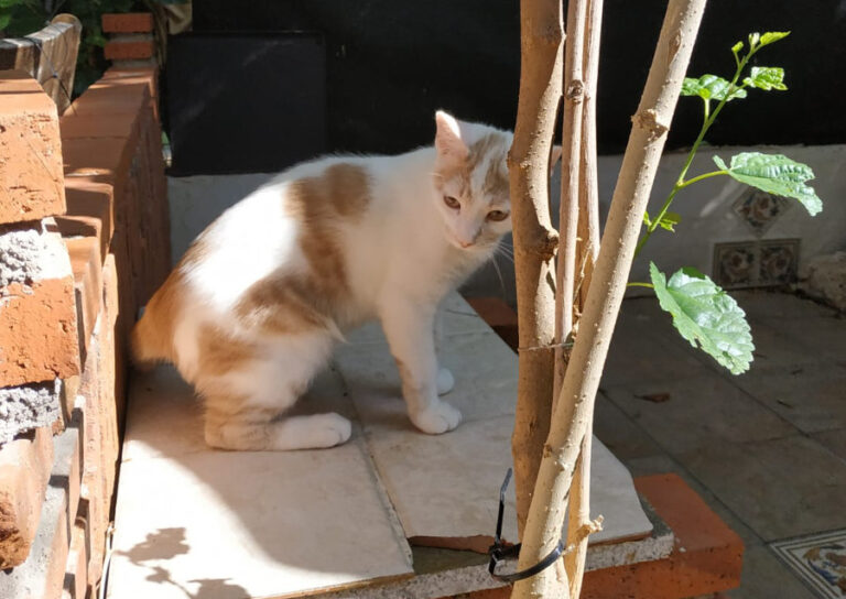 multimedia-foto52191-403-1