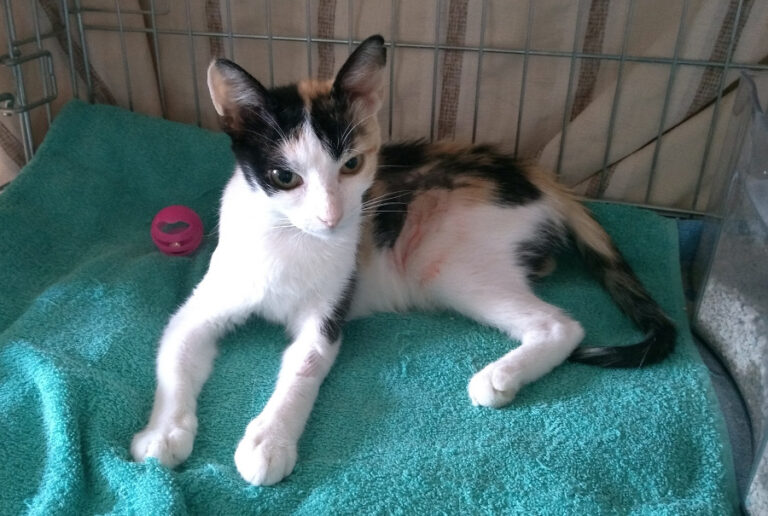 multimedia-foto52214-999-1