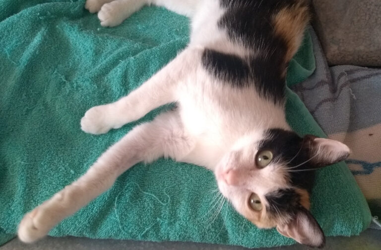 multimedia-foto52215-999-1