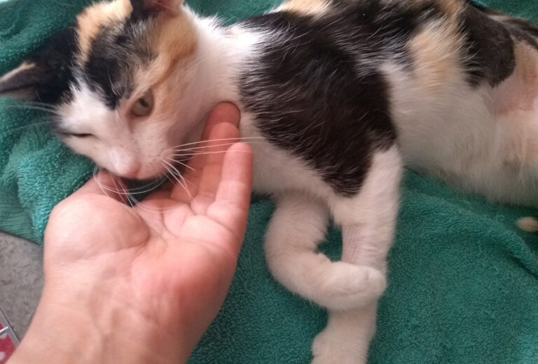 multimedia-foto52216-1000-1