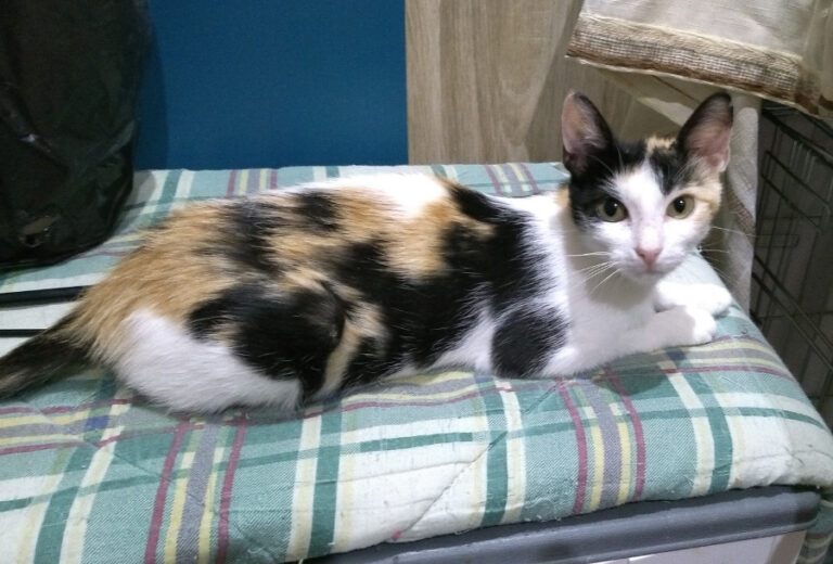 multimedia-foto52217-1000-1