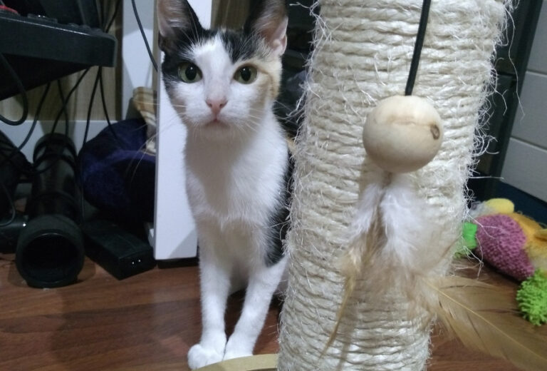 multimedia-foto52218-1000-1