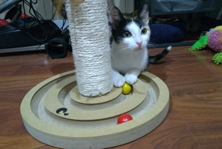 multimedia-foto52219-1000-1