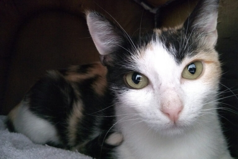 multimedia-foto52220-1-1