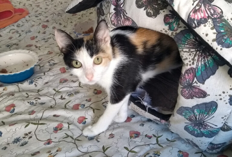 multimedia-foto52221-1-1