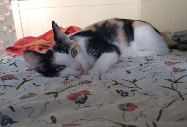 multimedia-foto52222-1-1