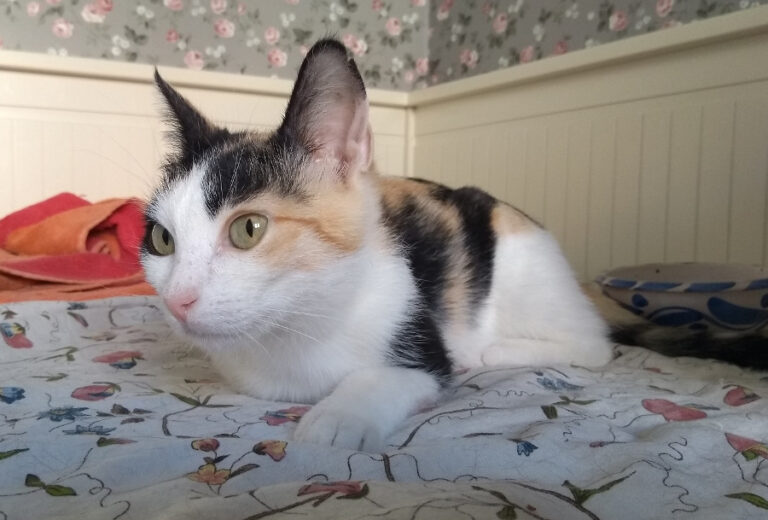 multimedia-foto52223-1-1