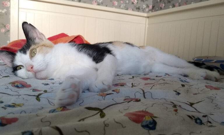 multimedia-foto52224-2-1