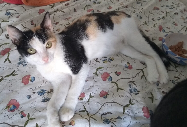 multimedia-foto52225-2-1