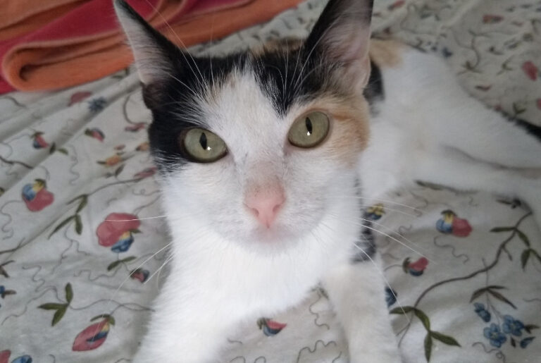 multimedia-foto52226-2-1