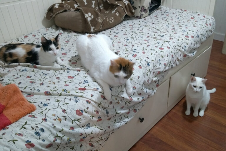 multimedia-foto52227-2-1