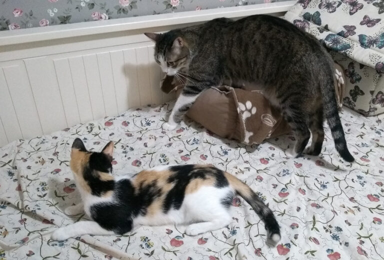 multimedia-foto52228-3-1