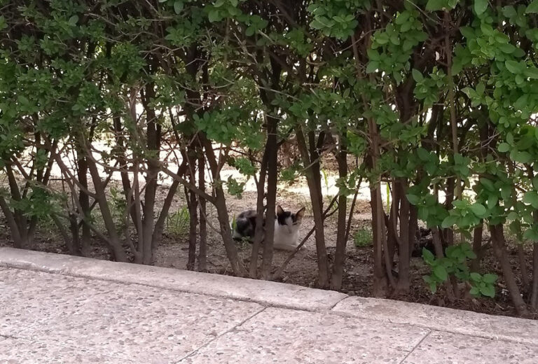 multimedia-foto52229-3-1