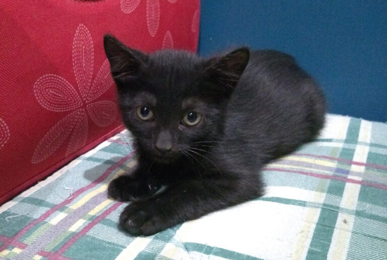 multimedia-foto52231-261-1