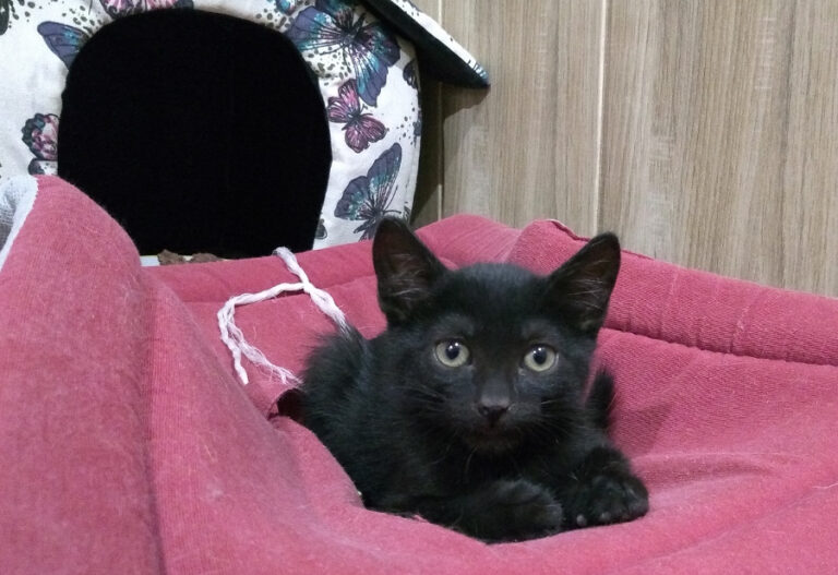 multimedia-foto52232-261-1