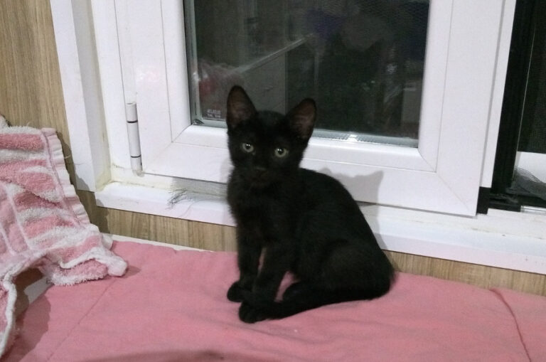 multimedia-foto52233-261-1