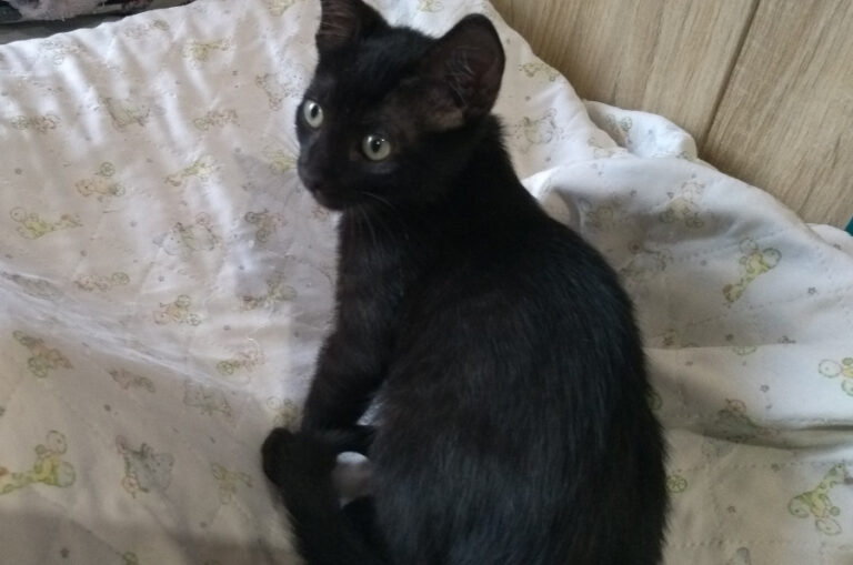 multimedia-foto52235-262-1