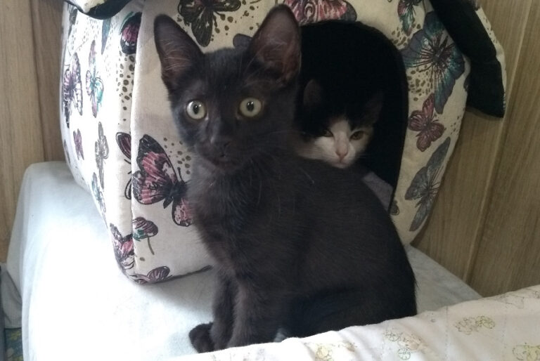 multimedia-foto52236-262-1