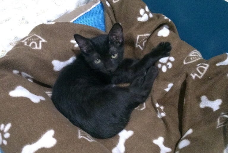 multimedia-foto52237-262-1