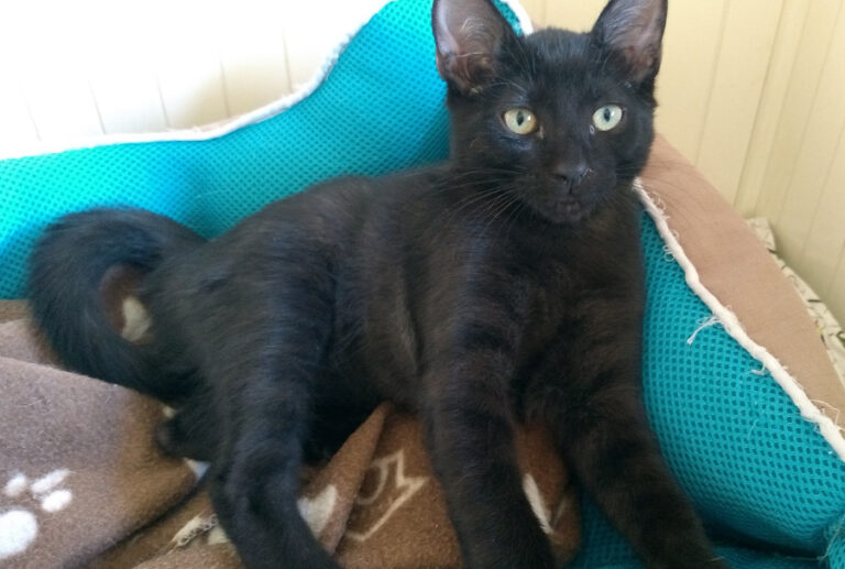 multimedia-foto52239-263-1