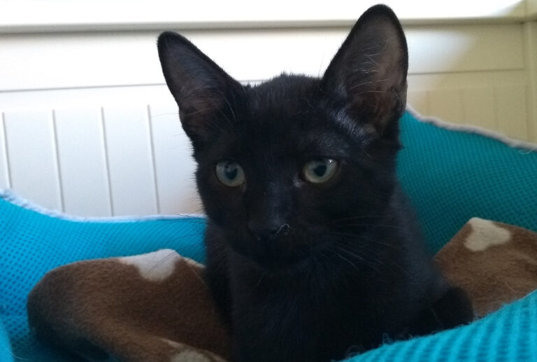 multimedia-foto52240-263-1