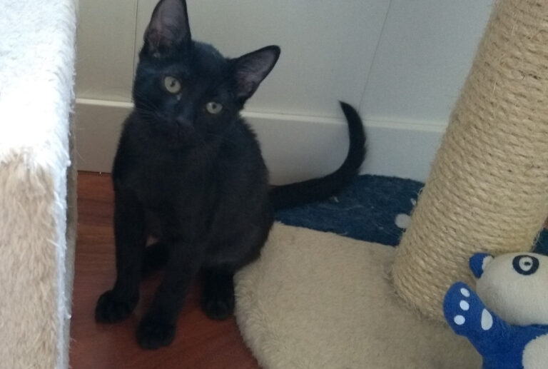 multimedia-foto52242-264-1