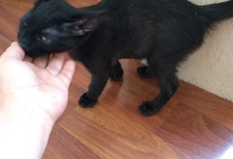 multimedia-foto52243-264-1