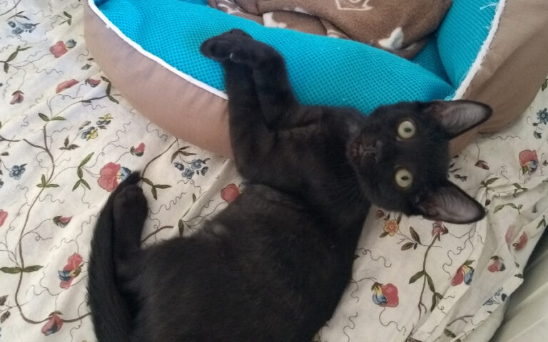 multimedia-foto52244-264-1