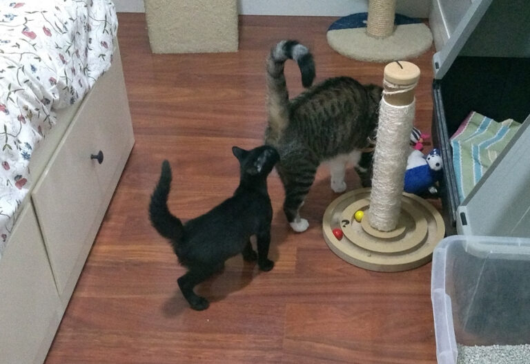 multimedia-foto52245-264-1