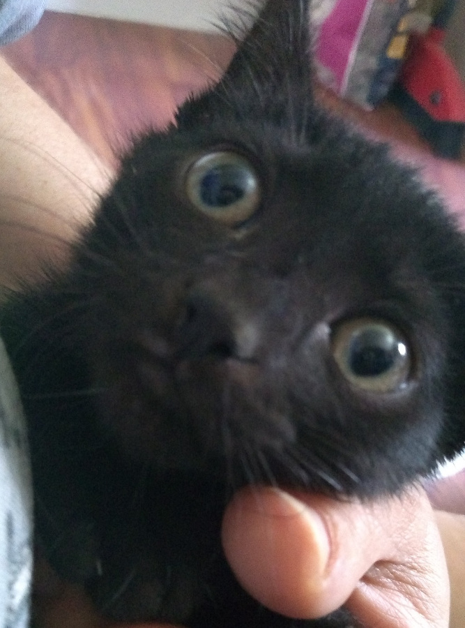 multimedia-foto52246-265-1