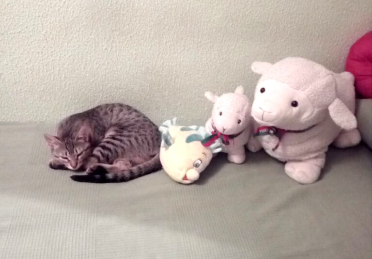 multimedia-foto52260-503-1