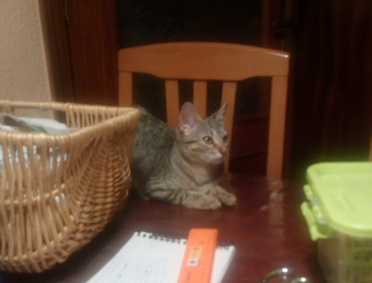 multimedia-foto52261-503-1