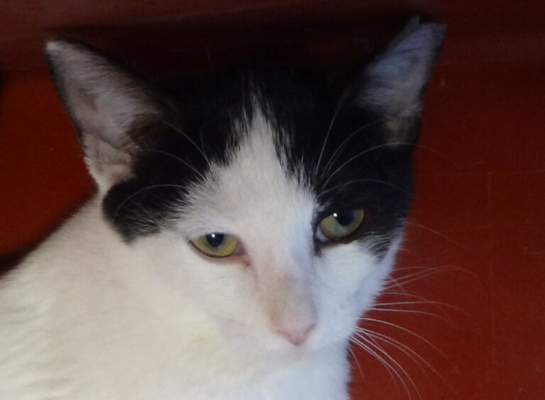 multimedia-foto52266-579-1