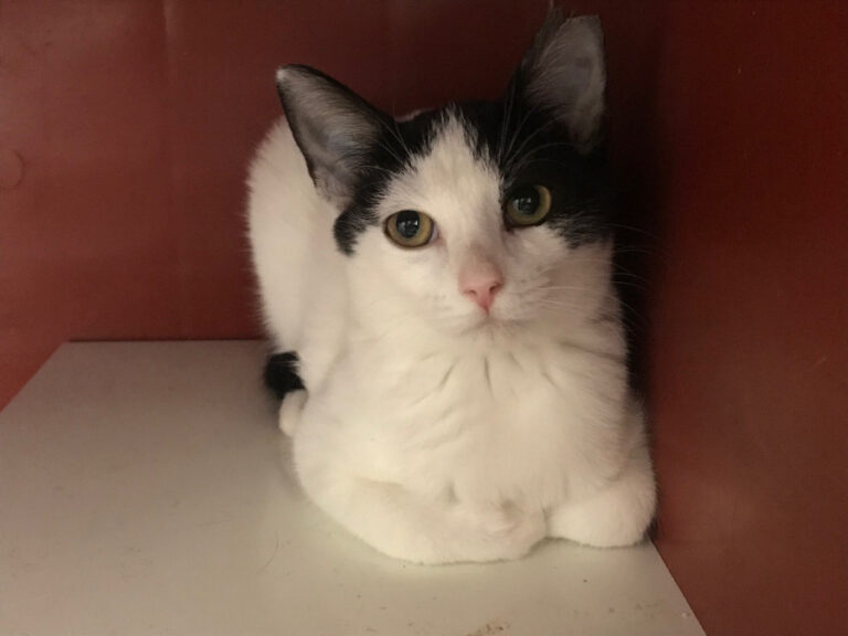 multimedia-foto52267-579-1