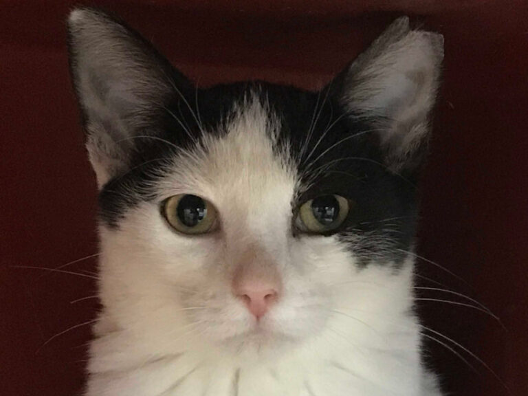 multimedia-foto52268-580-1