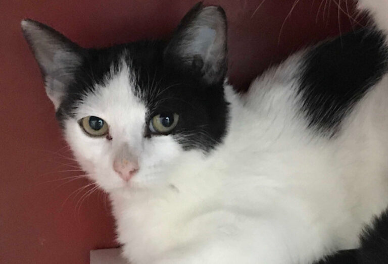 multimedia-foto52269-580-1