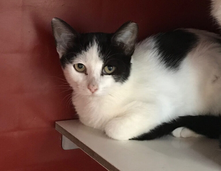 multimedia-foto52270-580-1