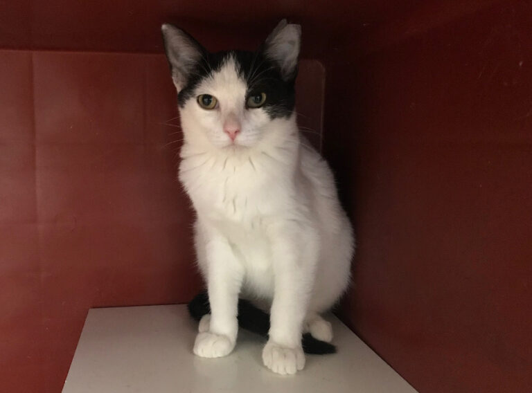 multimedia-foto52271-580-1