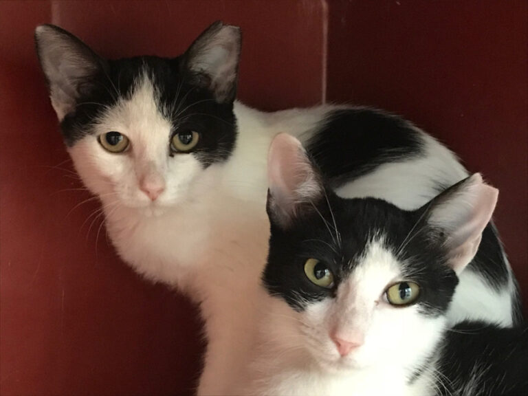 multimedia-foto52272-581-1