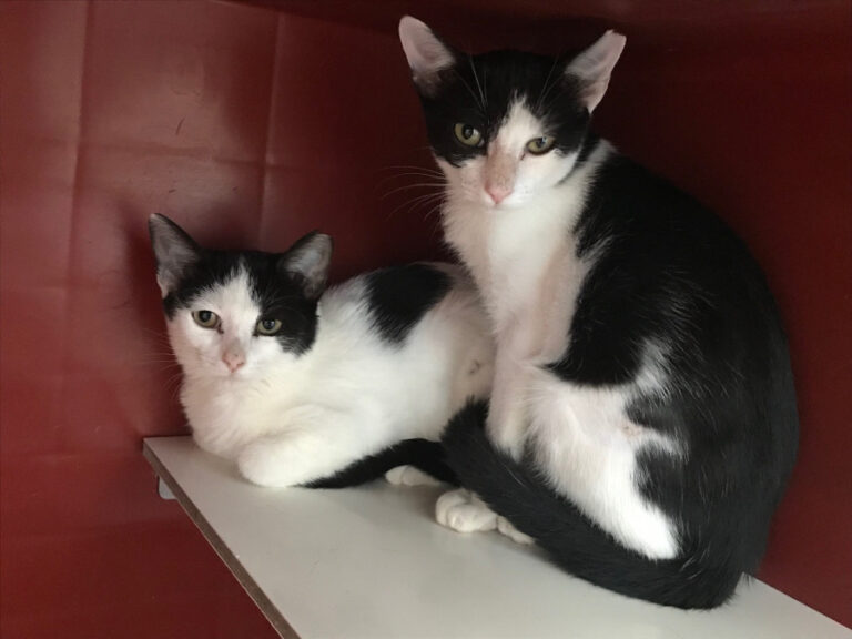 multimedia-foto52273-581-1