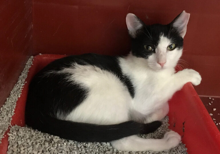 multimedia-foto52275-651-1