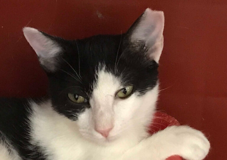 multimedia-foto52277-651-1