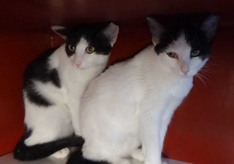 multimedia-foto52279-652-1