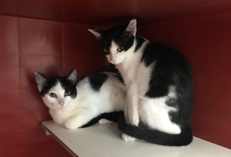 multimedia-foto52282-653-1