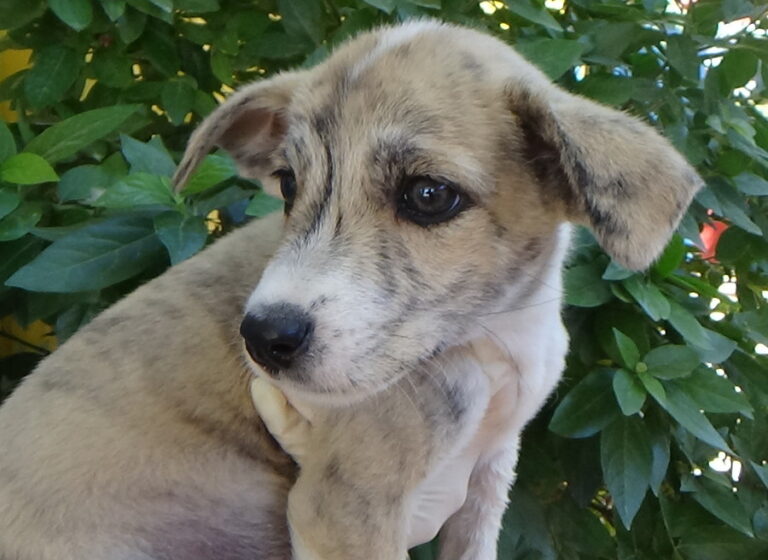 multimedia-foto52283-171-1